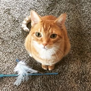 Meet your Posher, Meghan